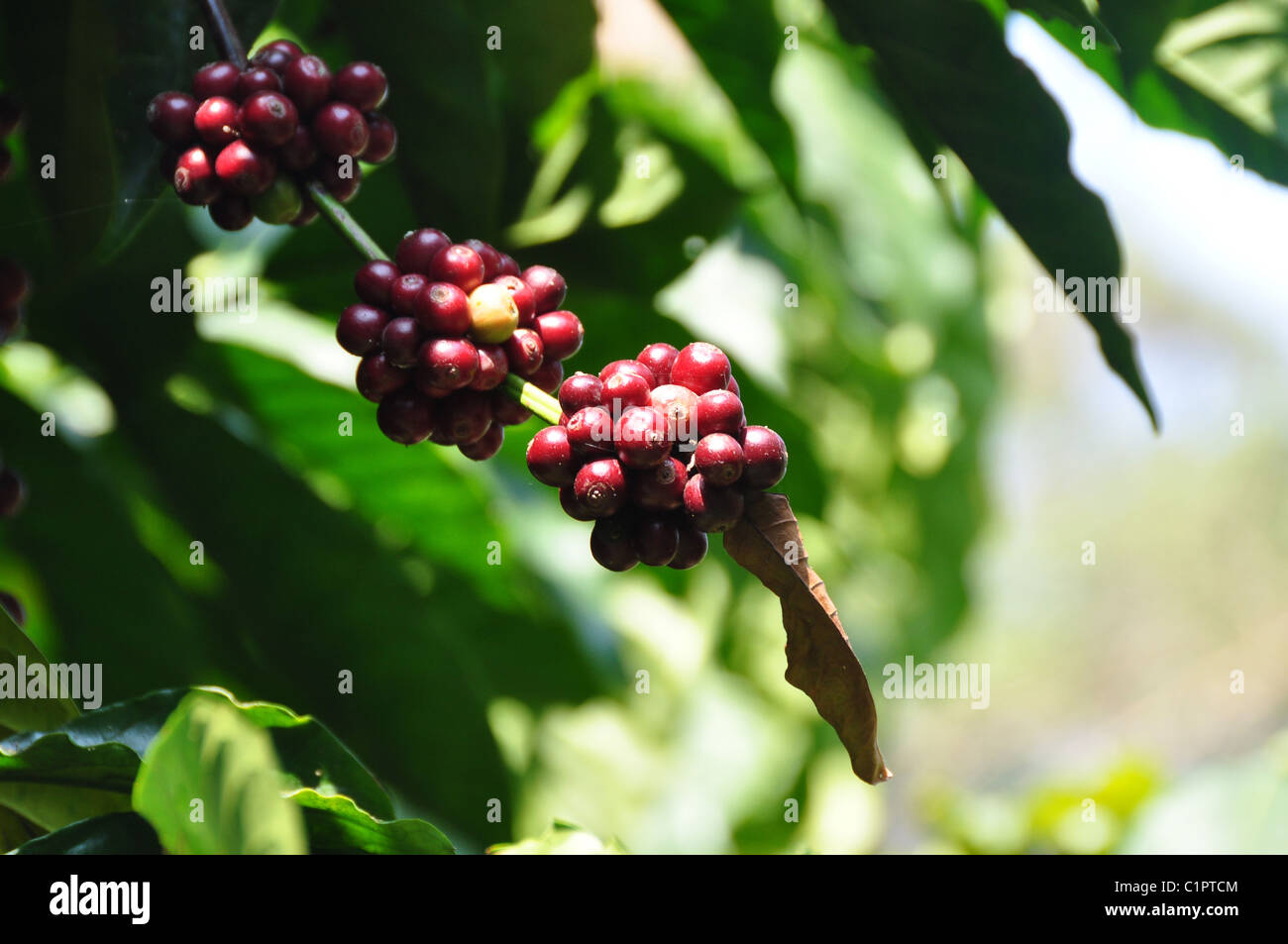 Robusta Coffee Plants in Southern State Karnataka Stock Photo Alamy