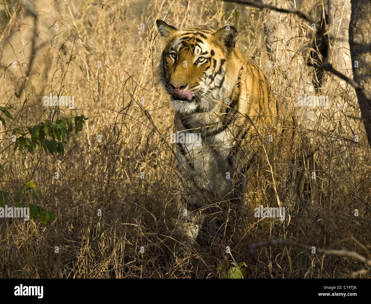Bengal tiger at Bandhavgarh Stock Photo