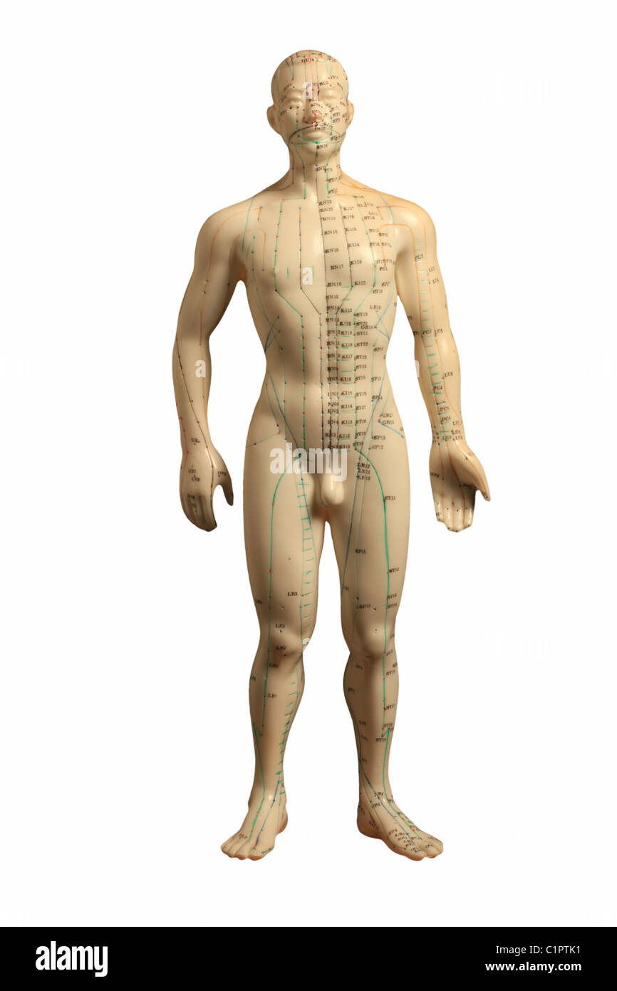 Acupuncture model Stock Photo