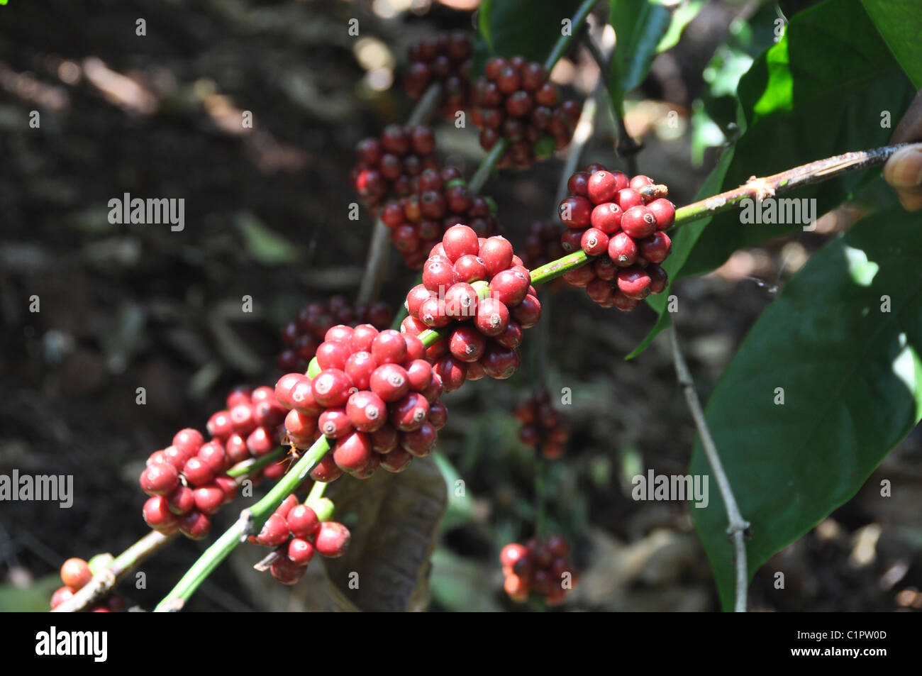 Robusta Coffee Plants in Southern State Karnataka Stock Photo Alamy