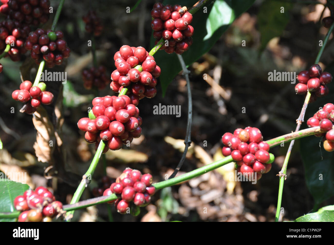 Robusta Coffee Plants in Southern State Karnataka Stock Photo Alamy