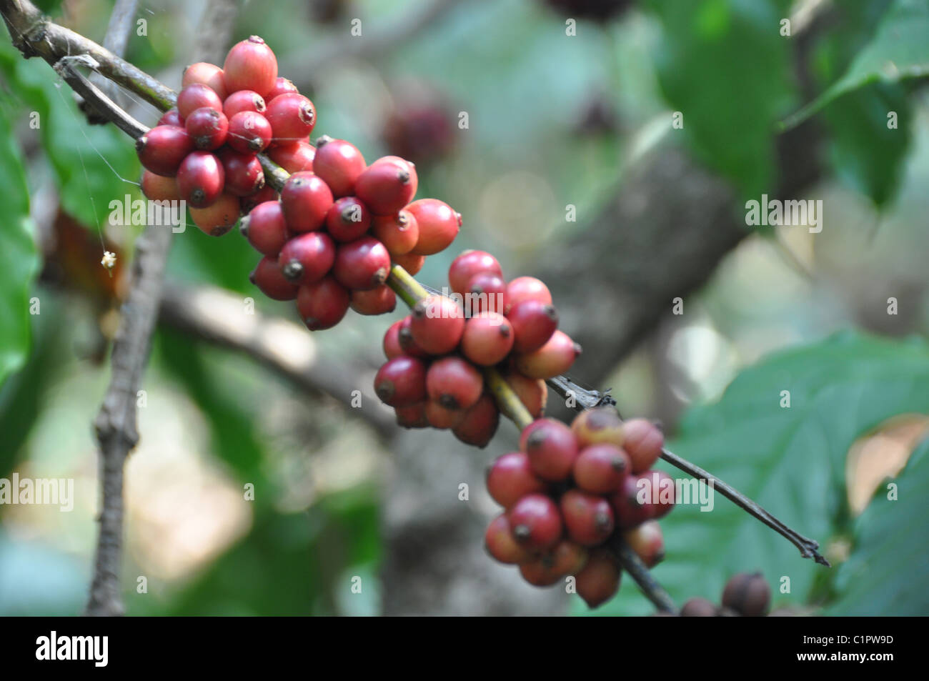 Robusta Coffee Plants in Southern State Karnataka Stock Photo Alamy