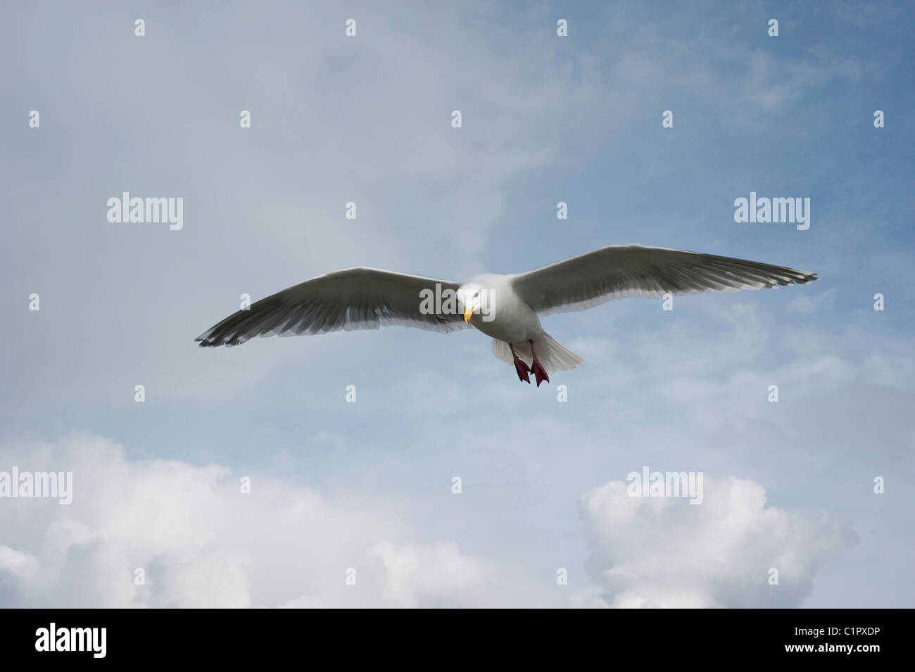 Seagull flying alone  with beautiful sky in the background Stock Photo