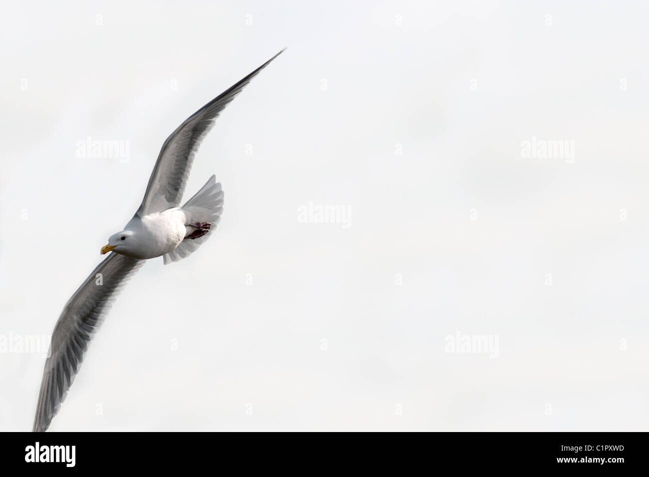 Seagull flying with white sky in background Stock Photo