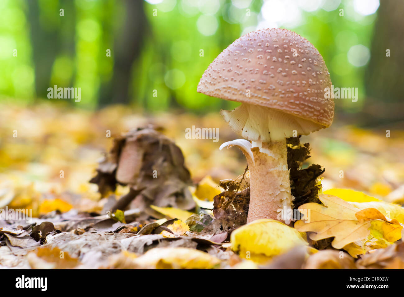 forest mushroom in moss after big longtime rain Stock Photo