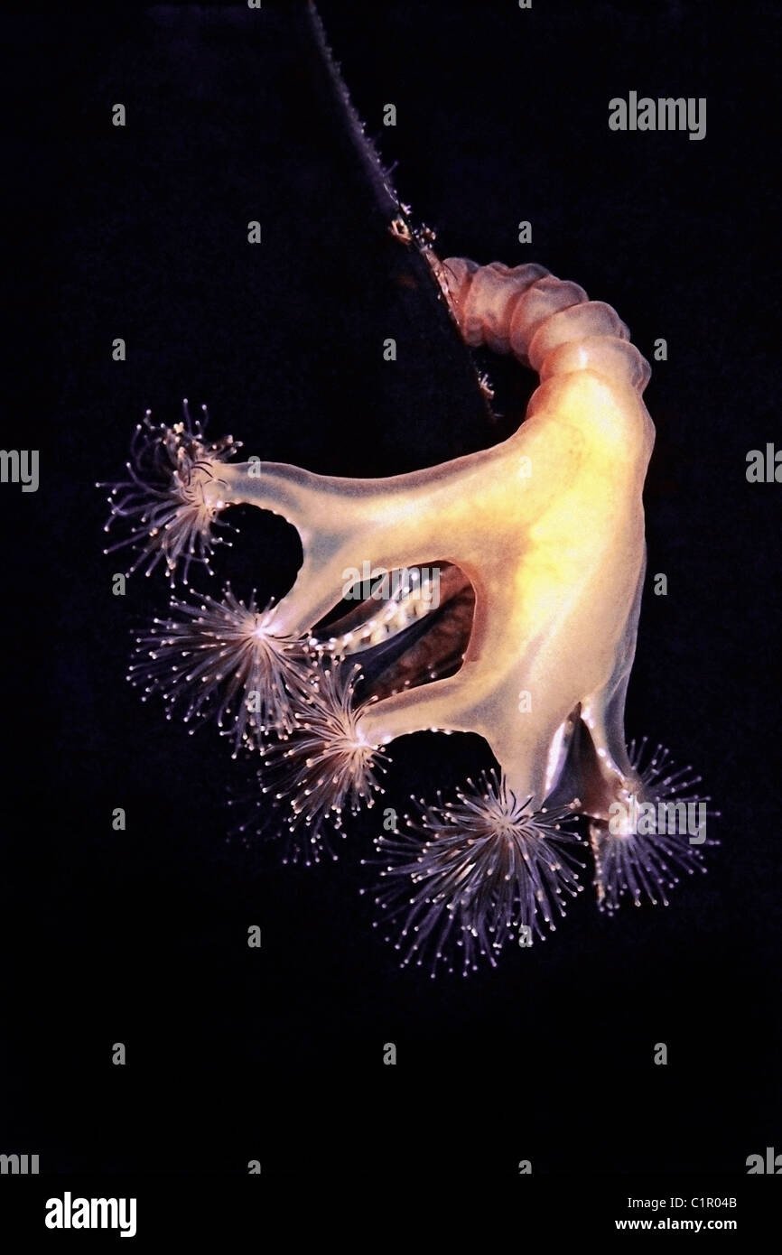 Stalked jellyfish (Lucernaria quadricornis), Arctic, Russia, Kareliya, White sea Stock Photo