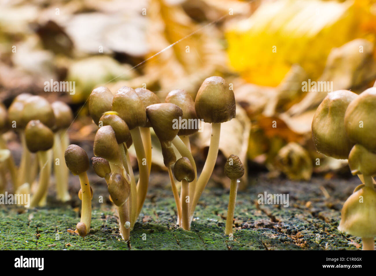 forest mushroom in moss after big longtime rain Stock Photo