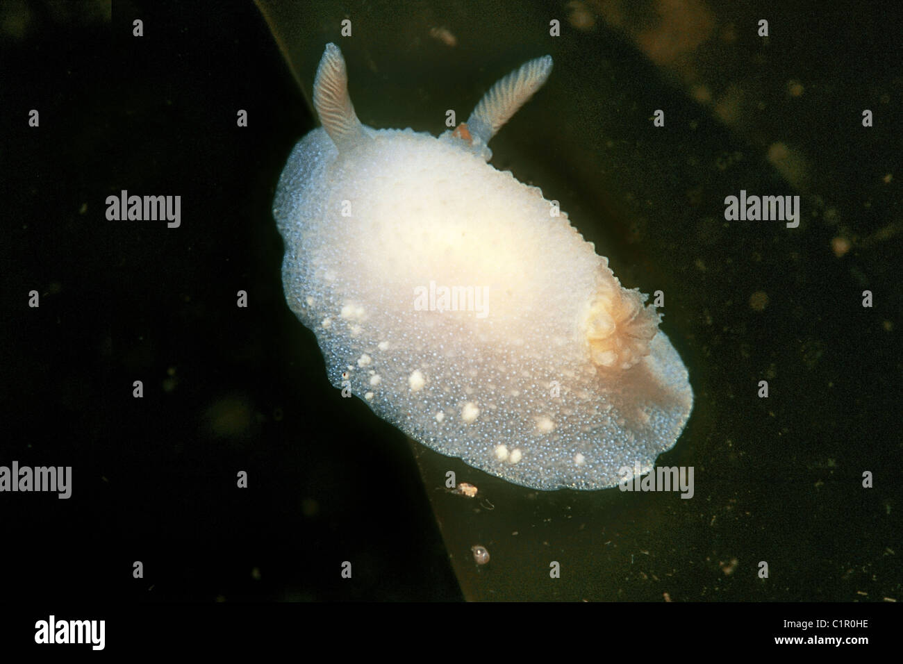 Nudibranchia, Sea slug Doris, or Gestachelte Doris(Acanthodoris pilosa) Arctic, Russia, Kareliya, White sea Stock Photo