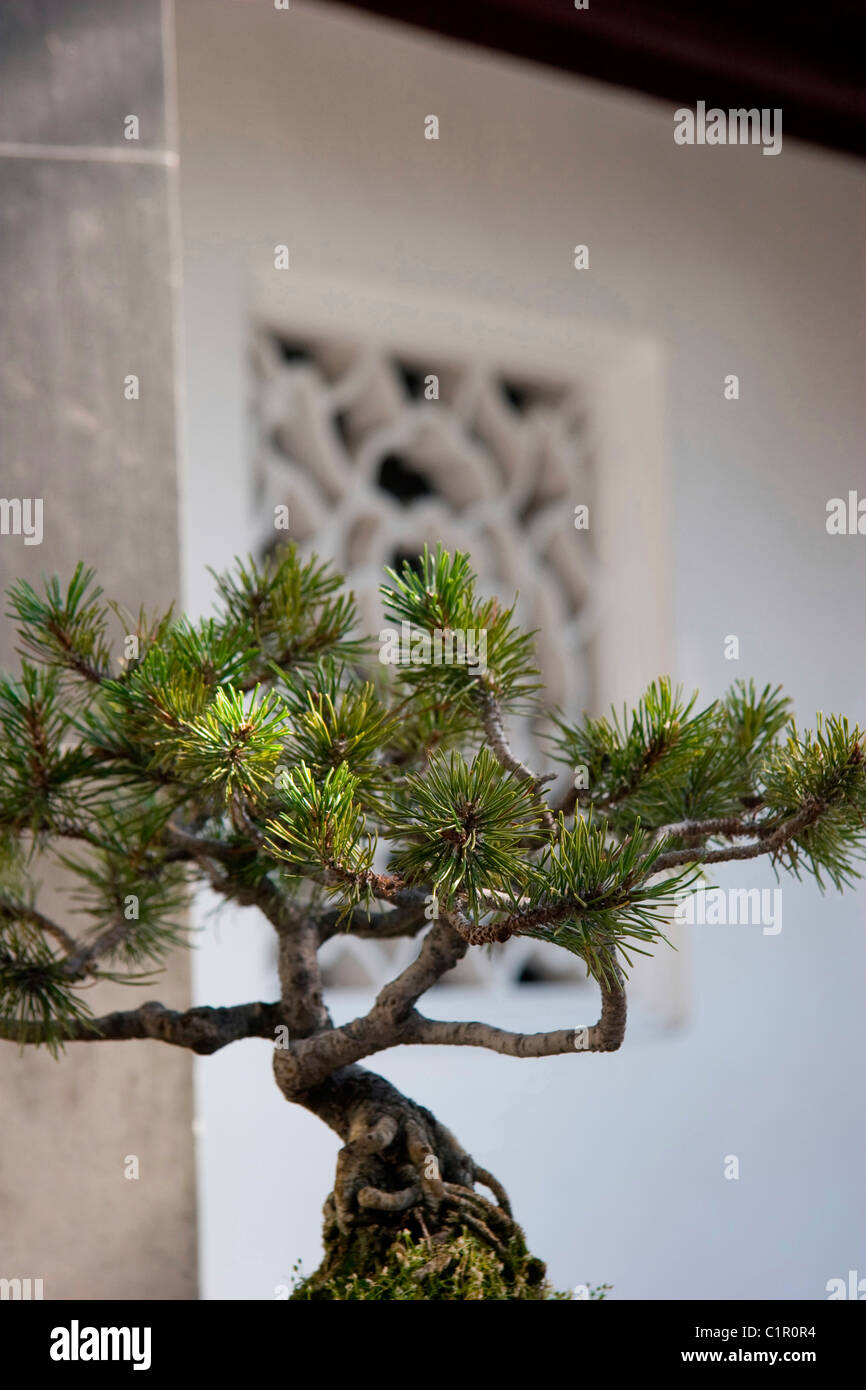 Bonsai Pine Tree At Chinese Garden Dr Sun Yat Sen Gardens Stock