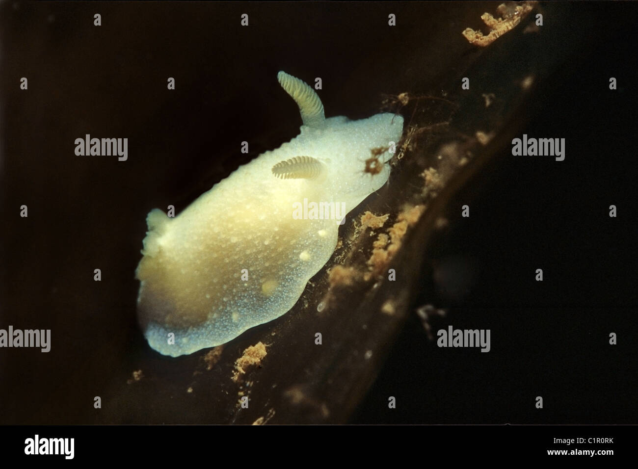 Nudibranchia, Sea slug Doris, or Gestachelte Doris(Acanthodoris pilosa) Arctic, Russia, Kareliya, White sea Stock Photo