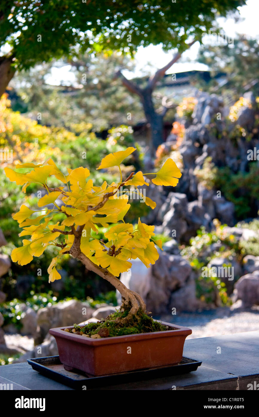 Bonsai Ginkgo tree at Chinese Garden, Dr. Sun YatSen Gardens