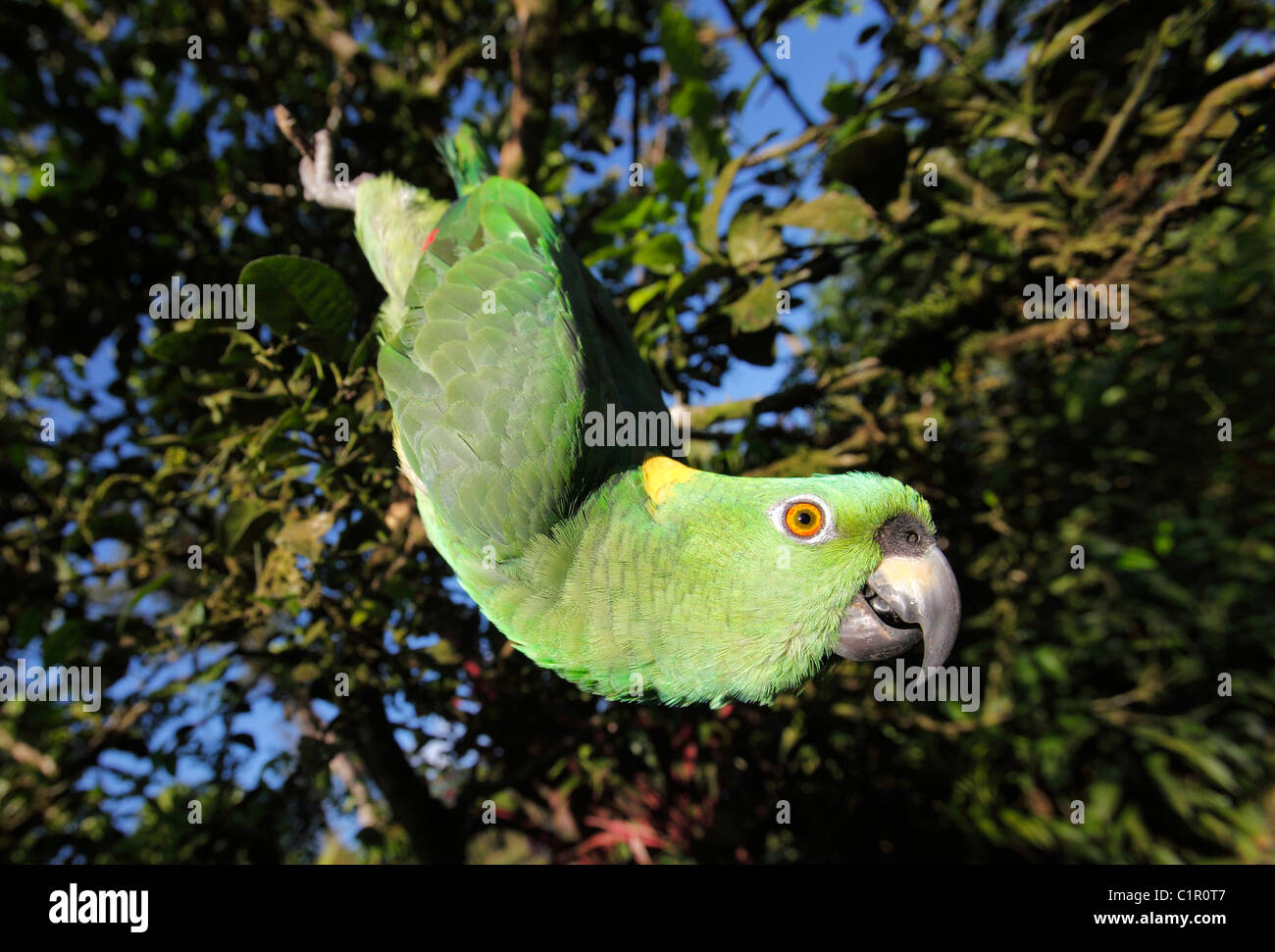 Budgie hanging cheap head down