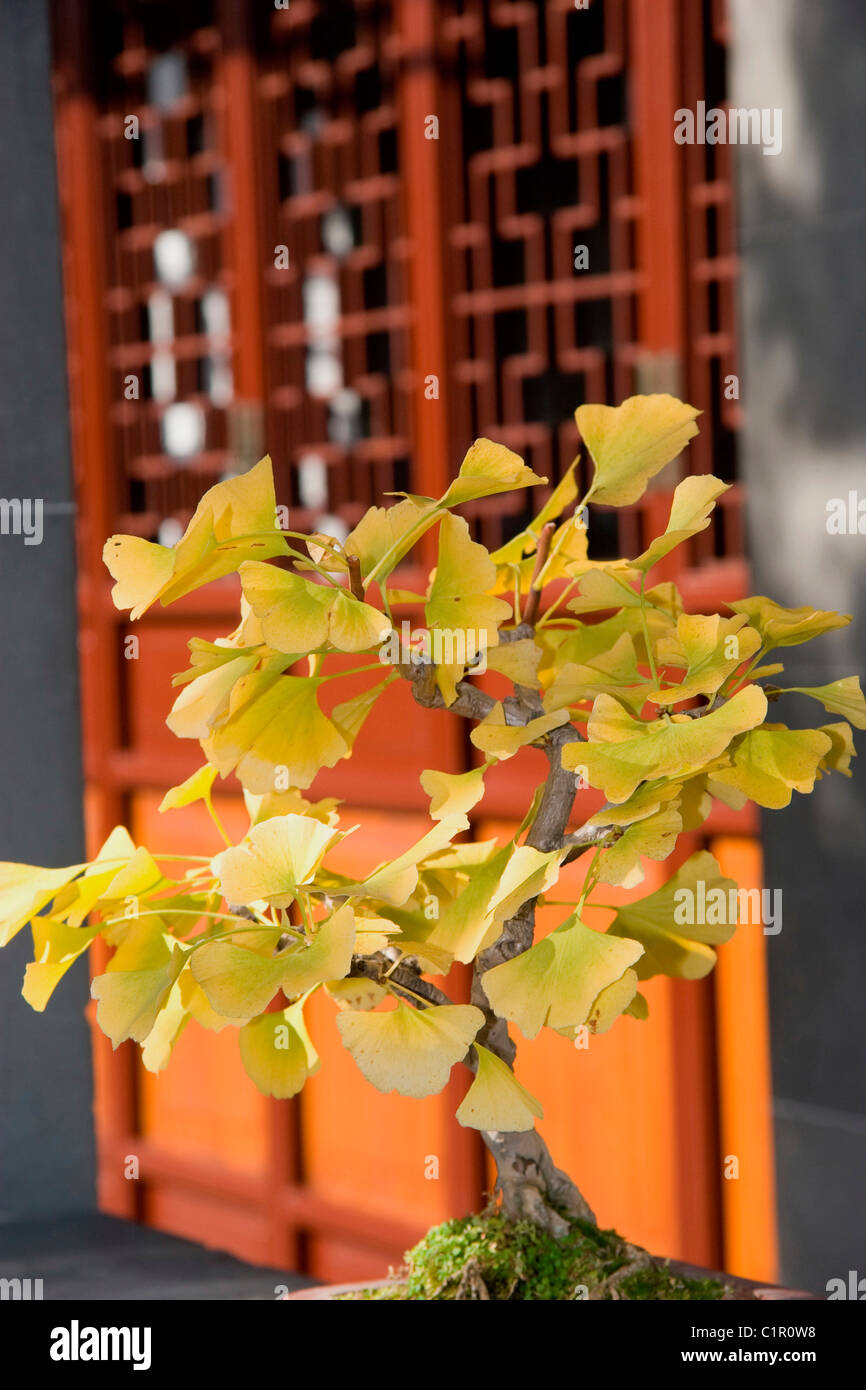 Bonsai yellow Ginkgo tree at Chinese Garden, Dr. Sun YatSen Gardens