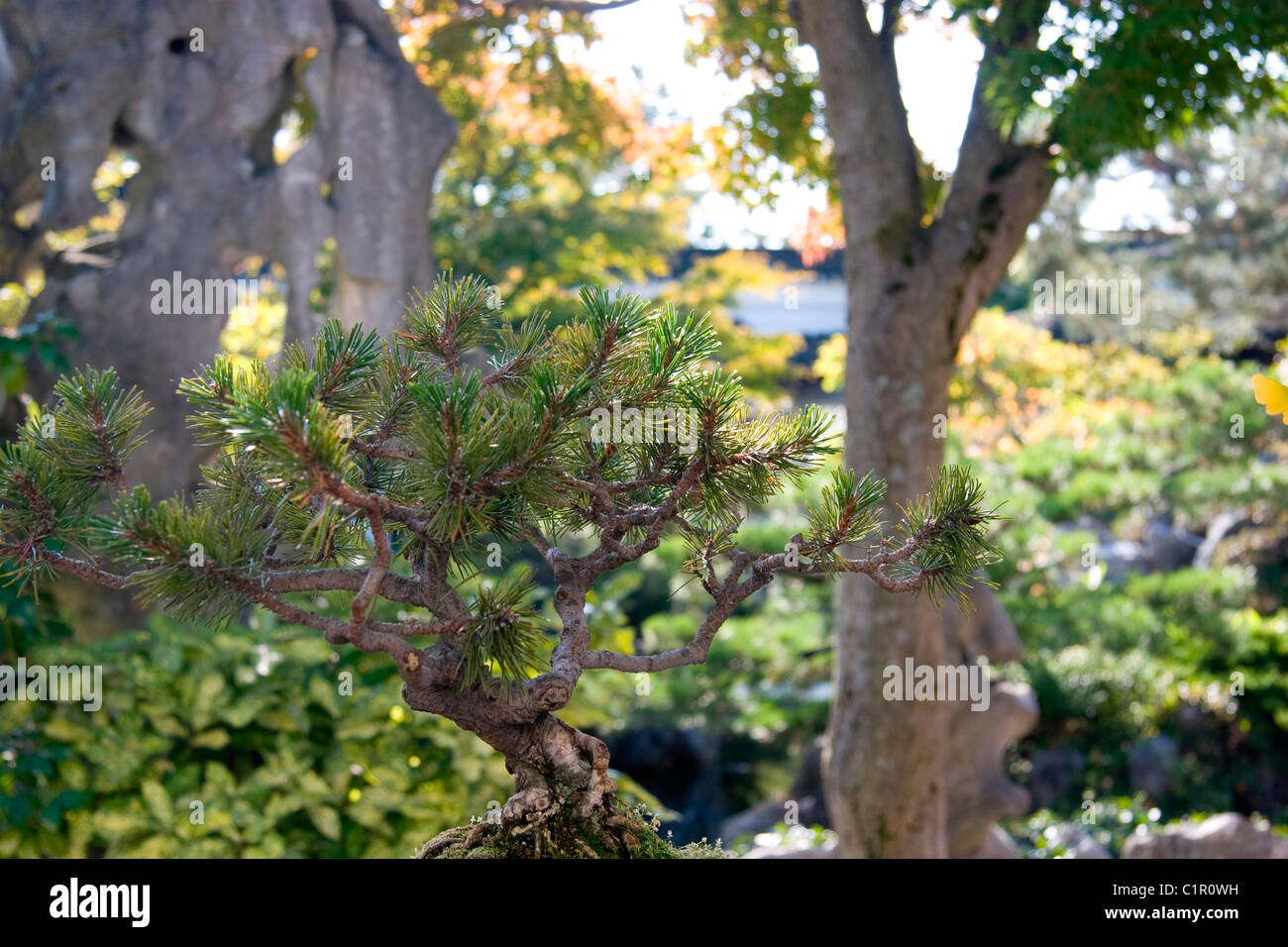 Bonsai Pine tree at Chinese Garden, Dr. Sun YatSen Gardens, Vancouver