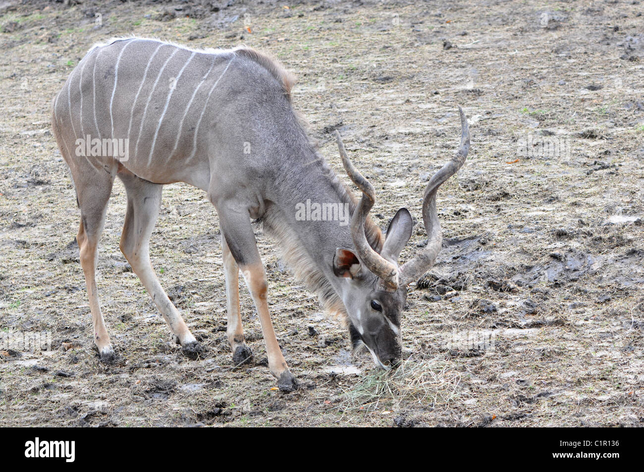single kudo antelope eating grass in a field Stock Photo Alamy