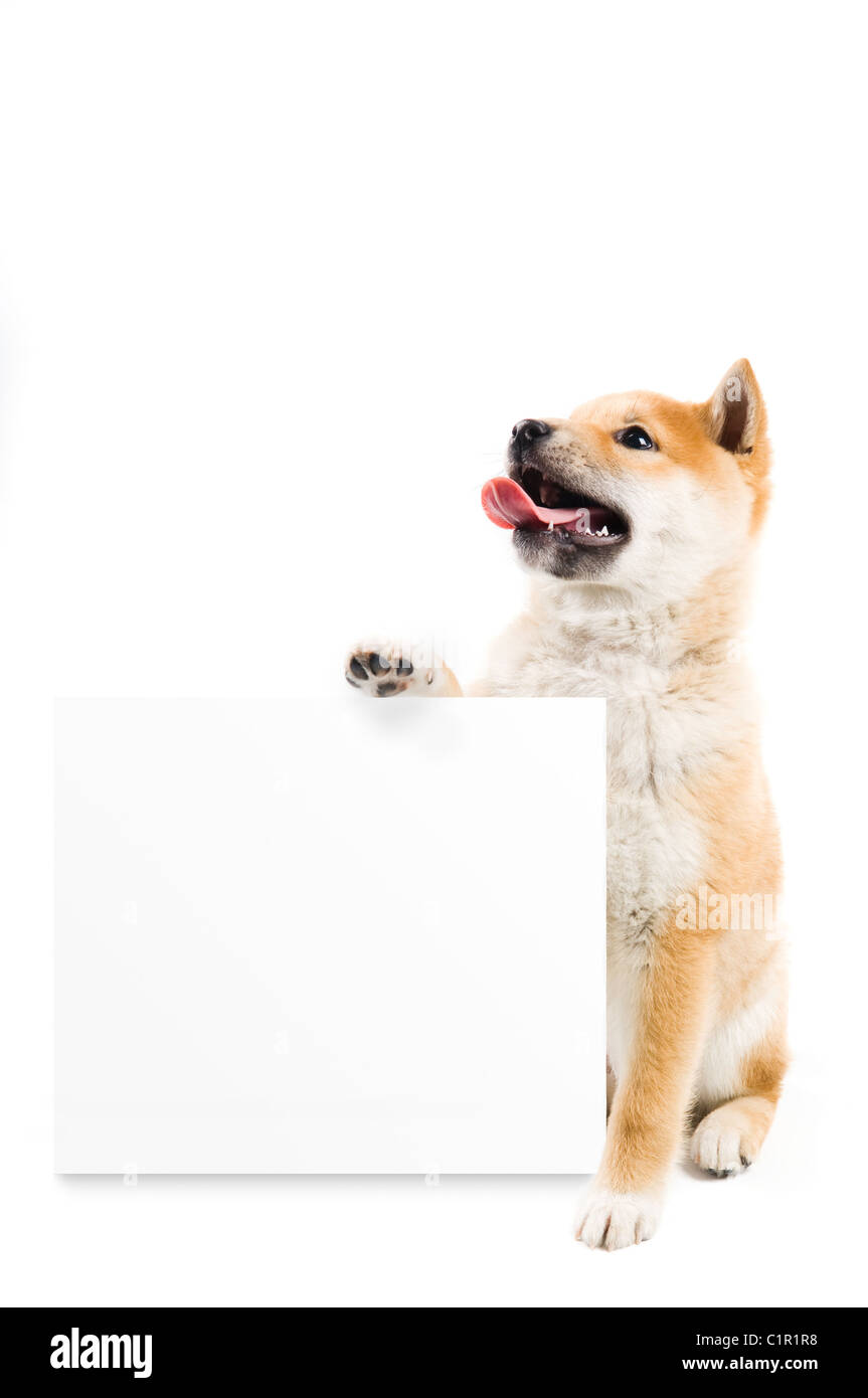 Astroturf dog Cut Out Stock Images & Pictures Alamy