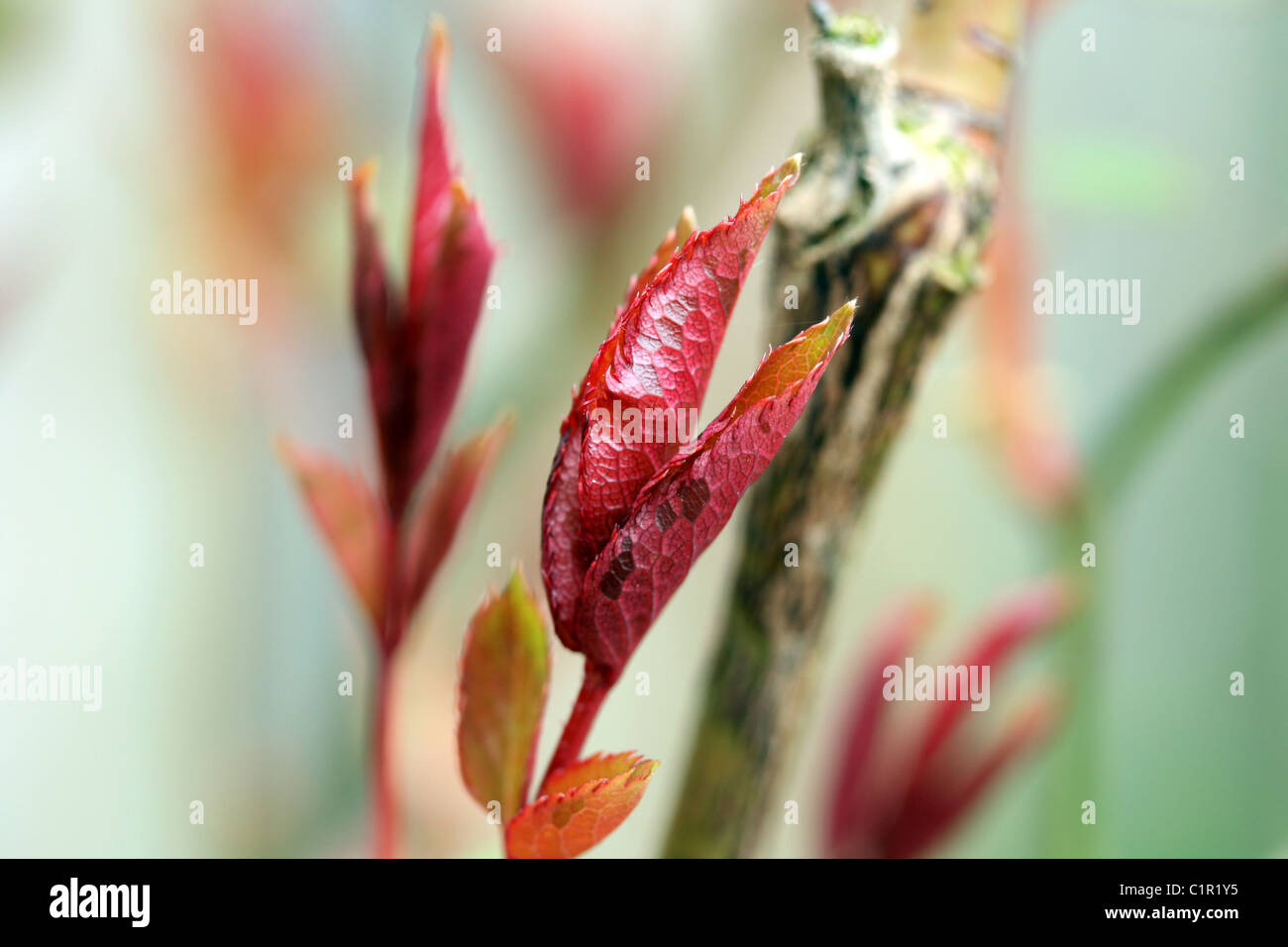 Rose sepal hires stock photography and images Alamy
