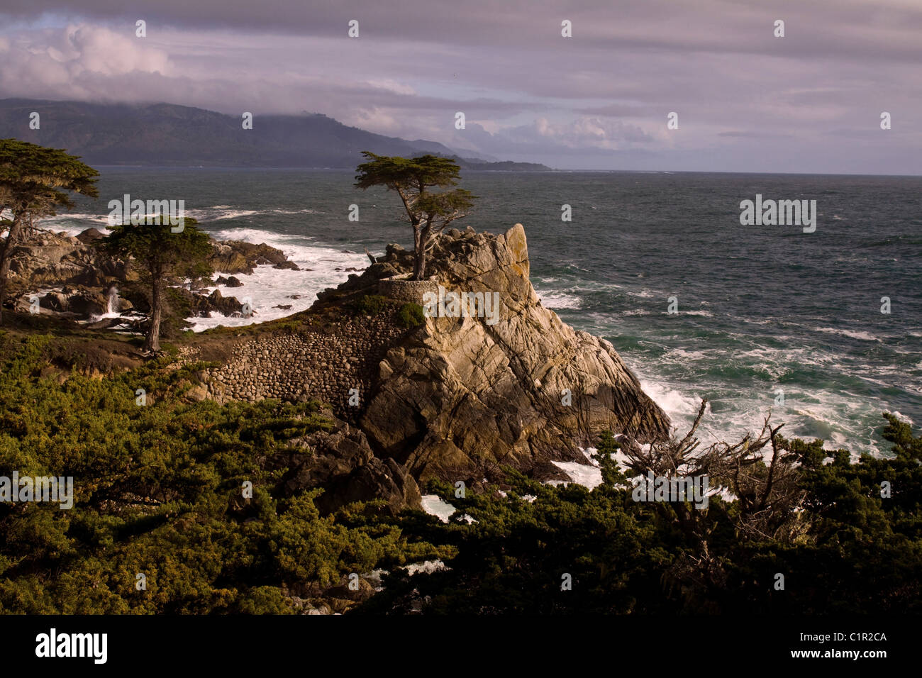 Lone Cypress along the 17 mile drive, Monterey Bay, Central California, USA Stock Photo