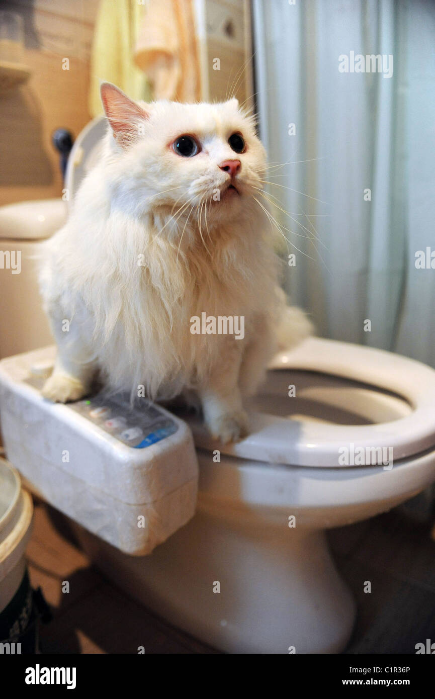 Cat loo A Chinese man has trained his cat to use a human toilet. The