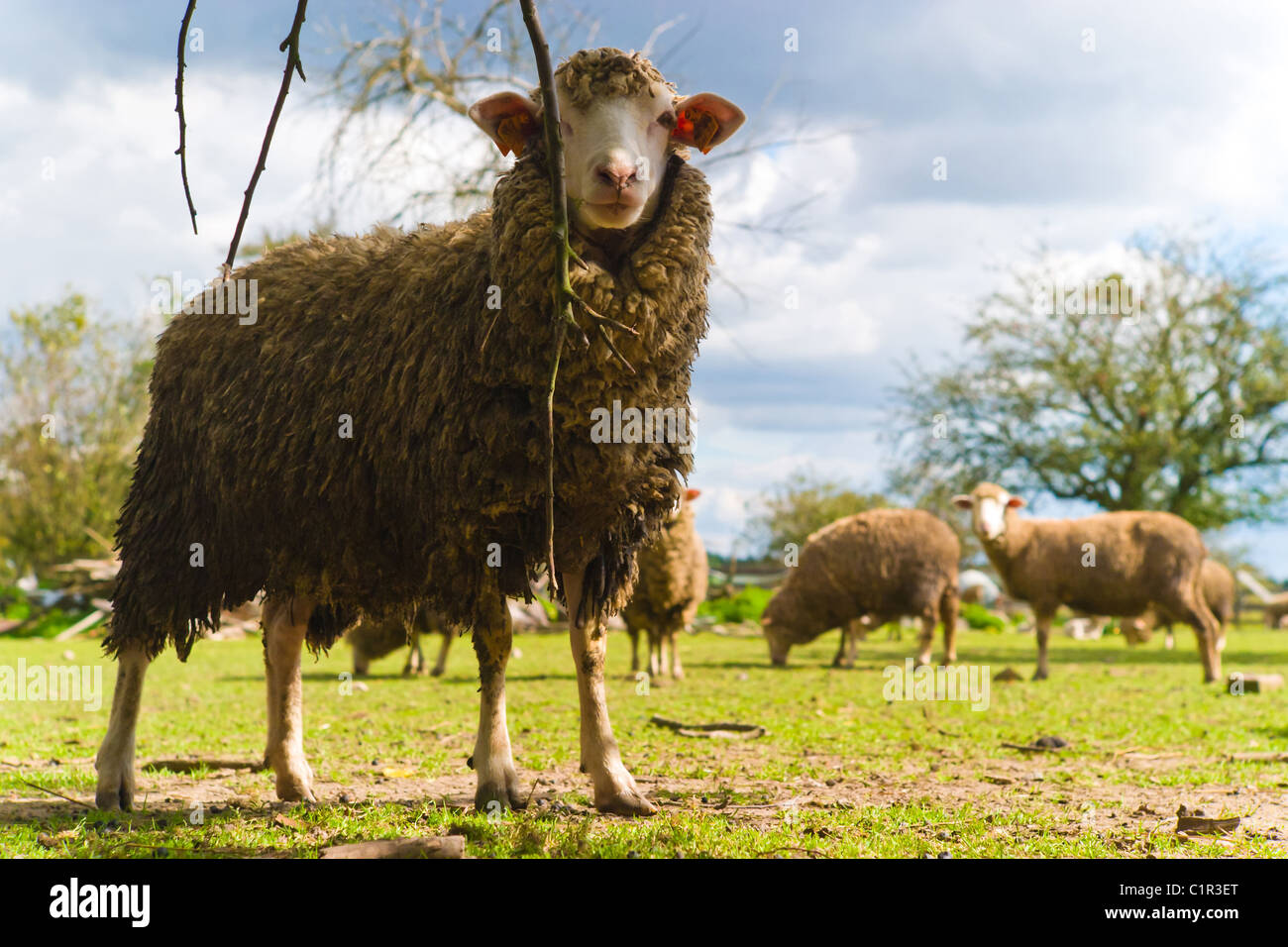 sheep on grass with blue sky, some looking at the camera Stock Photo ...