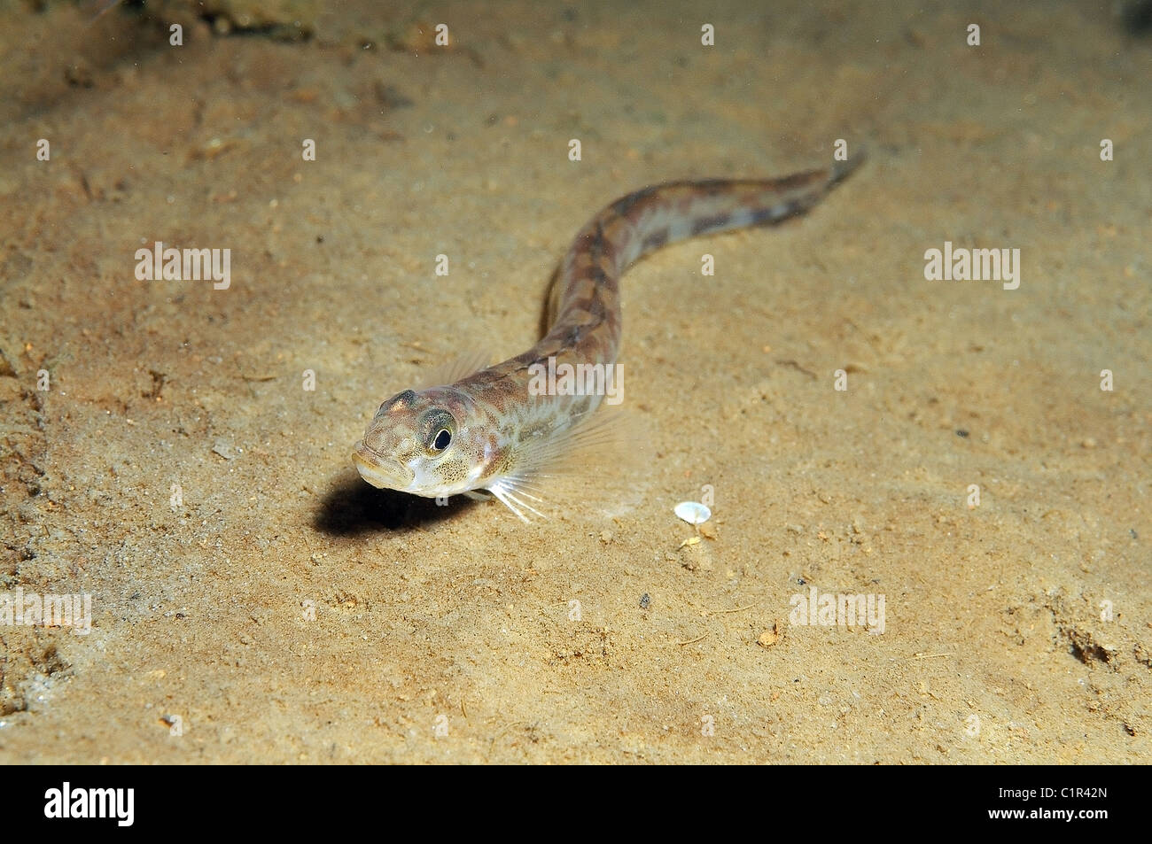SHda yalangoch qizlar Intim sohada erkaklar tatuirovkalari