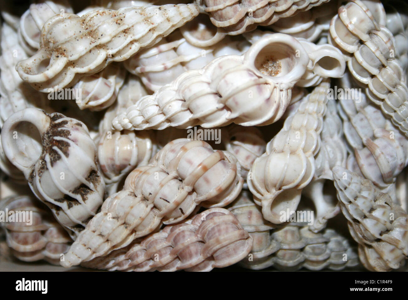 Common Wentletrap Shells Epitonium clathrus (formerly Clathrus clathrus then Scalaria communis) Stock Photo