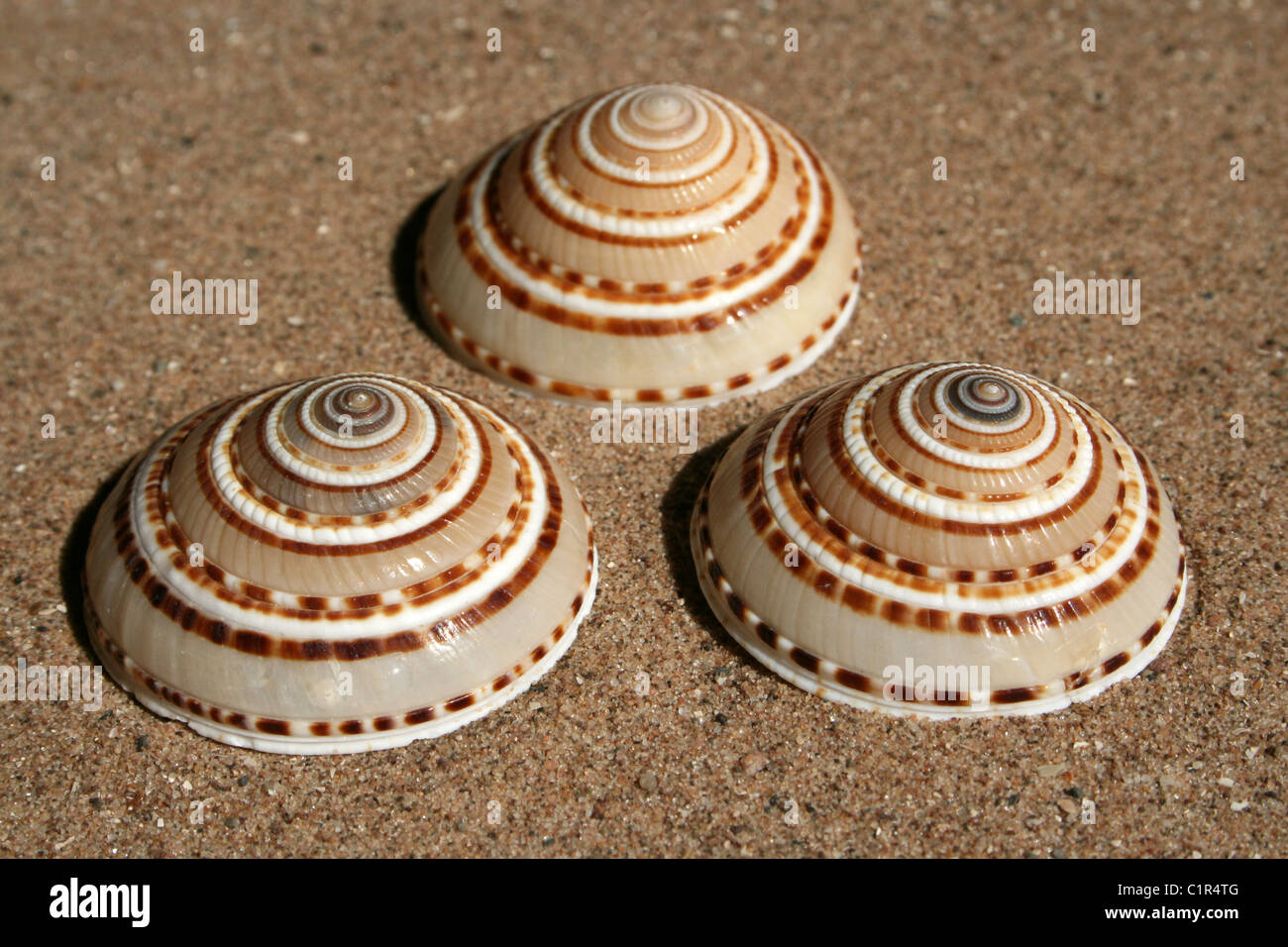 Sundial Shells Architectonicidae Stock Photo