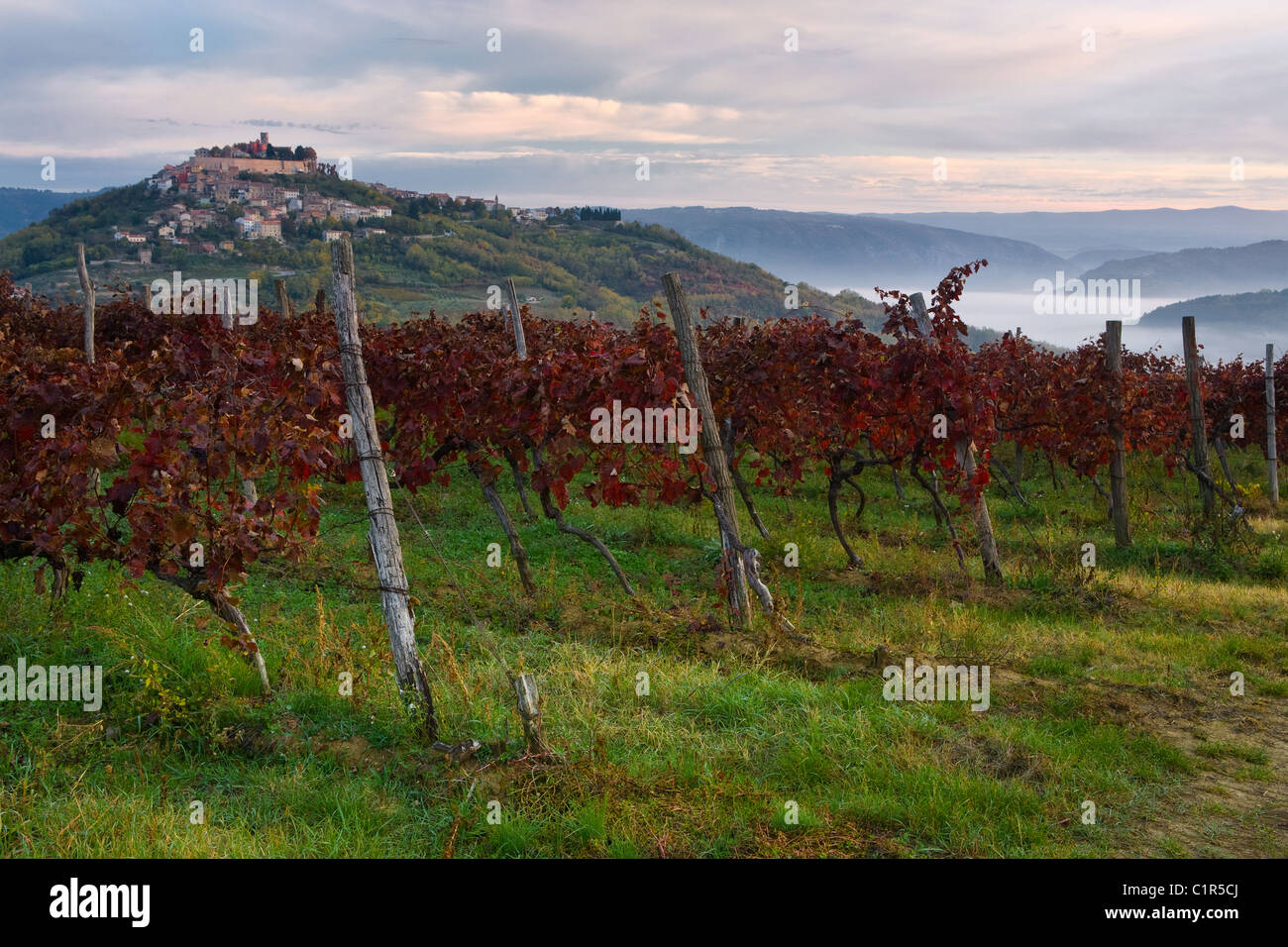 Vineyards under the Motovun city, Istria, Croatia Stock Photo