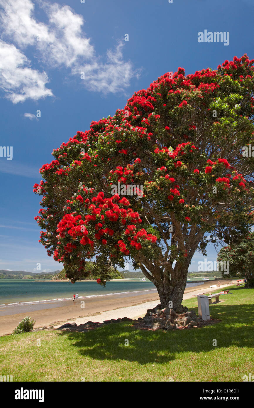 Pohutukawa tree and beach, Paihia, Bay of Islands, Northland, North Island, New Zealand Stock Photo