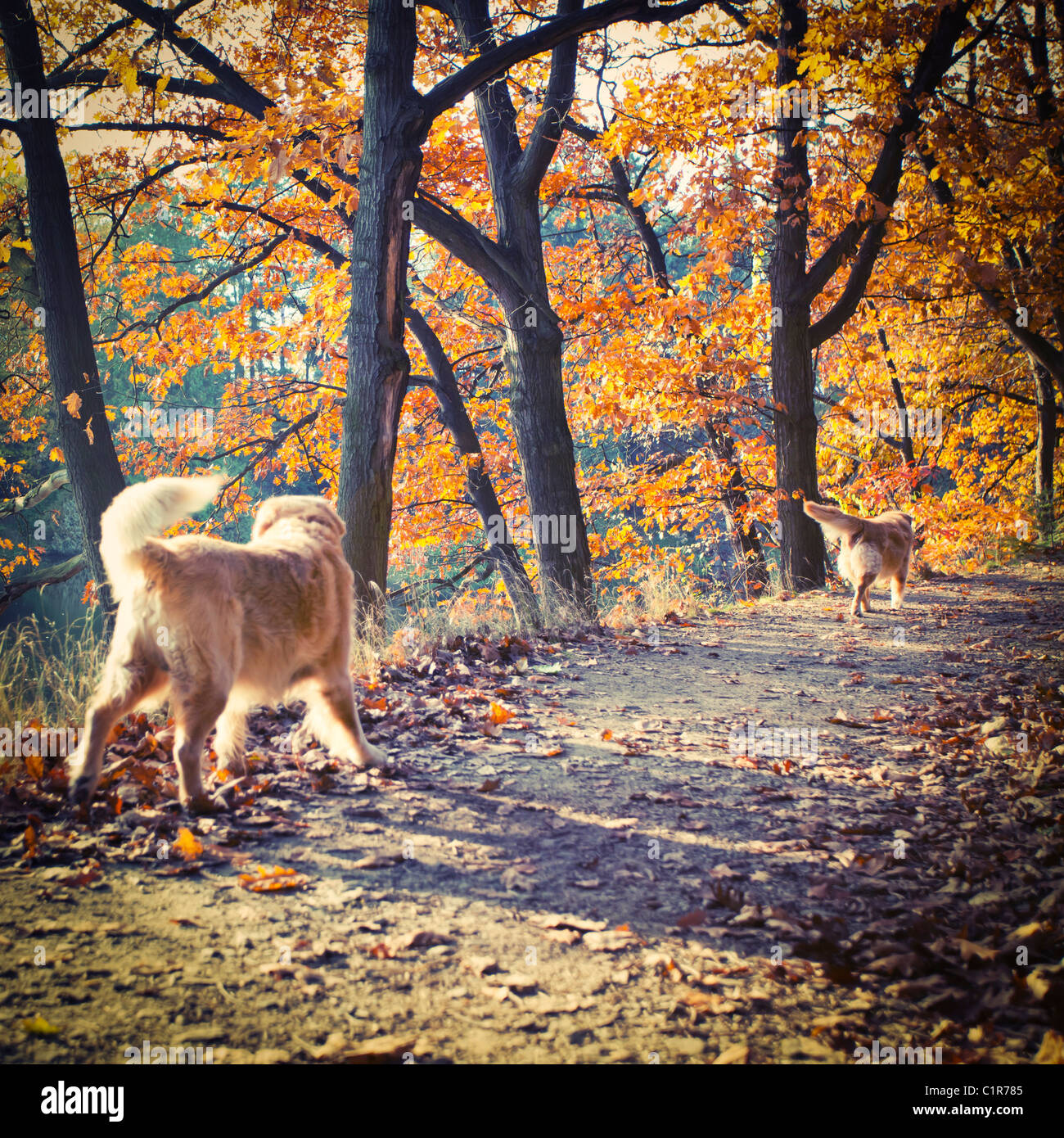 Yellow labrador retrievers (Canis lupus familiaris) in woods Stock Photo