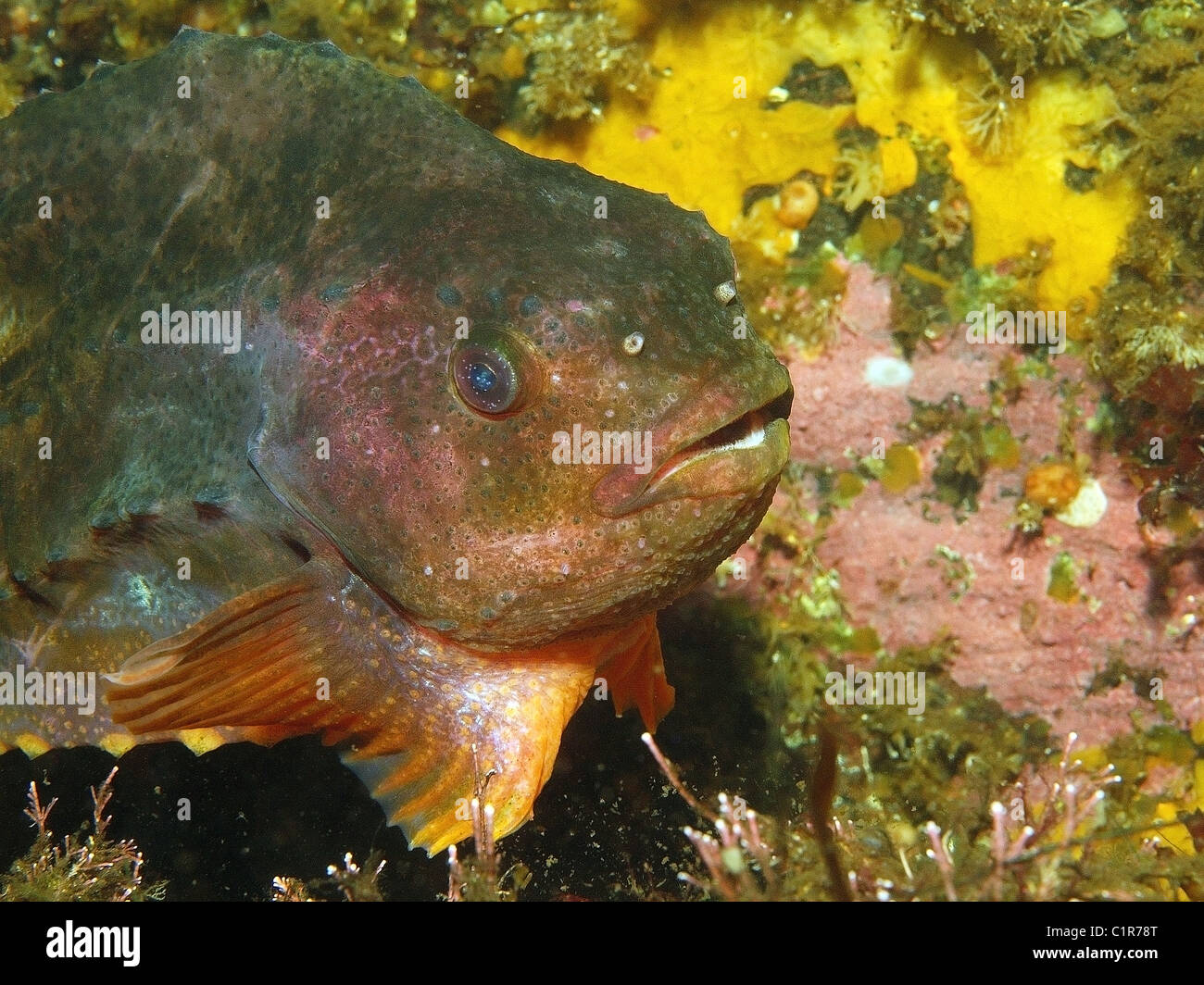 lumpsucker or lumpfish (Cyclopterus lumpus) Arctic, Russia, Kareliya, White sea Stock Photo