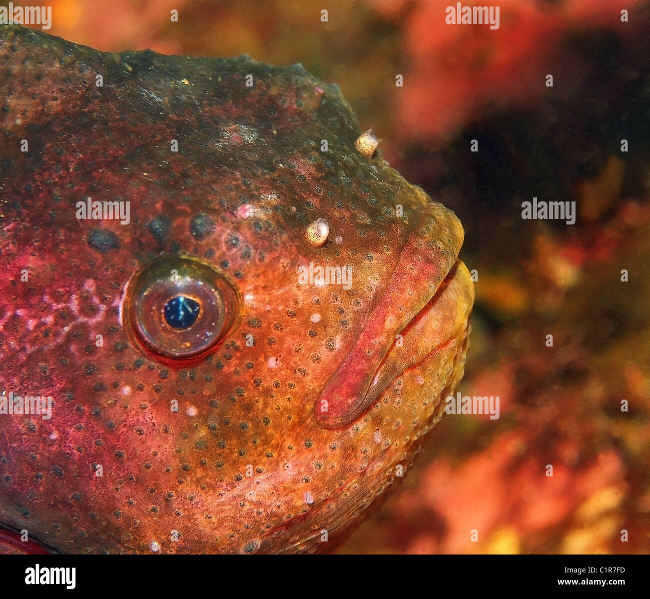 lumpsucker or lumpfish (Cyclopterus lumpus) Arctic, Russia, Kareliya, White sea Stock Photo