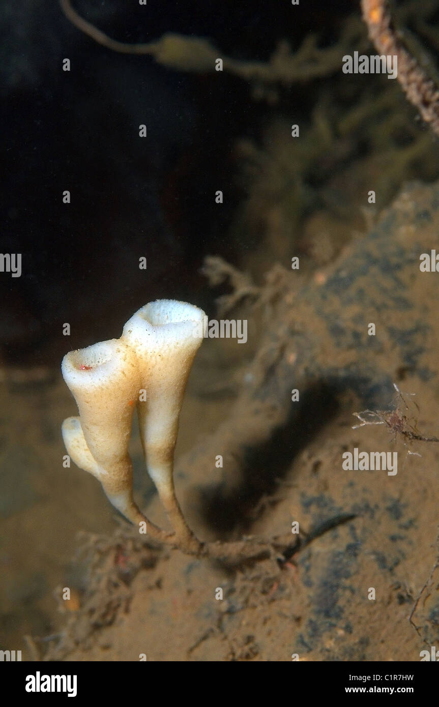 Sponge ( Haliclona urceolus) Arctic, Russia, Kareliya, White sea Stock