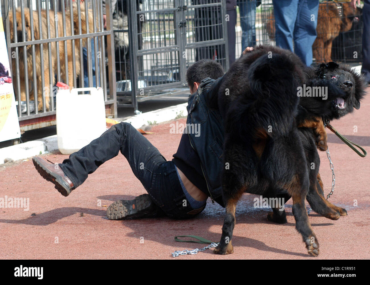 A man is attacked by a Tibetan Mastiff Nanjing, China Stock Photo