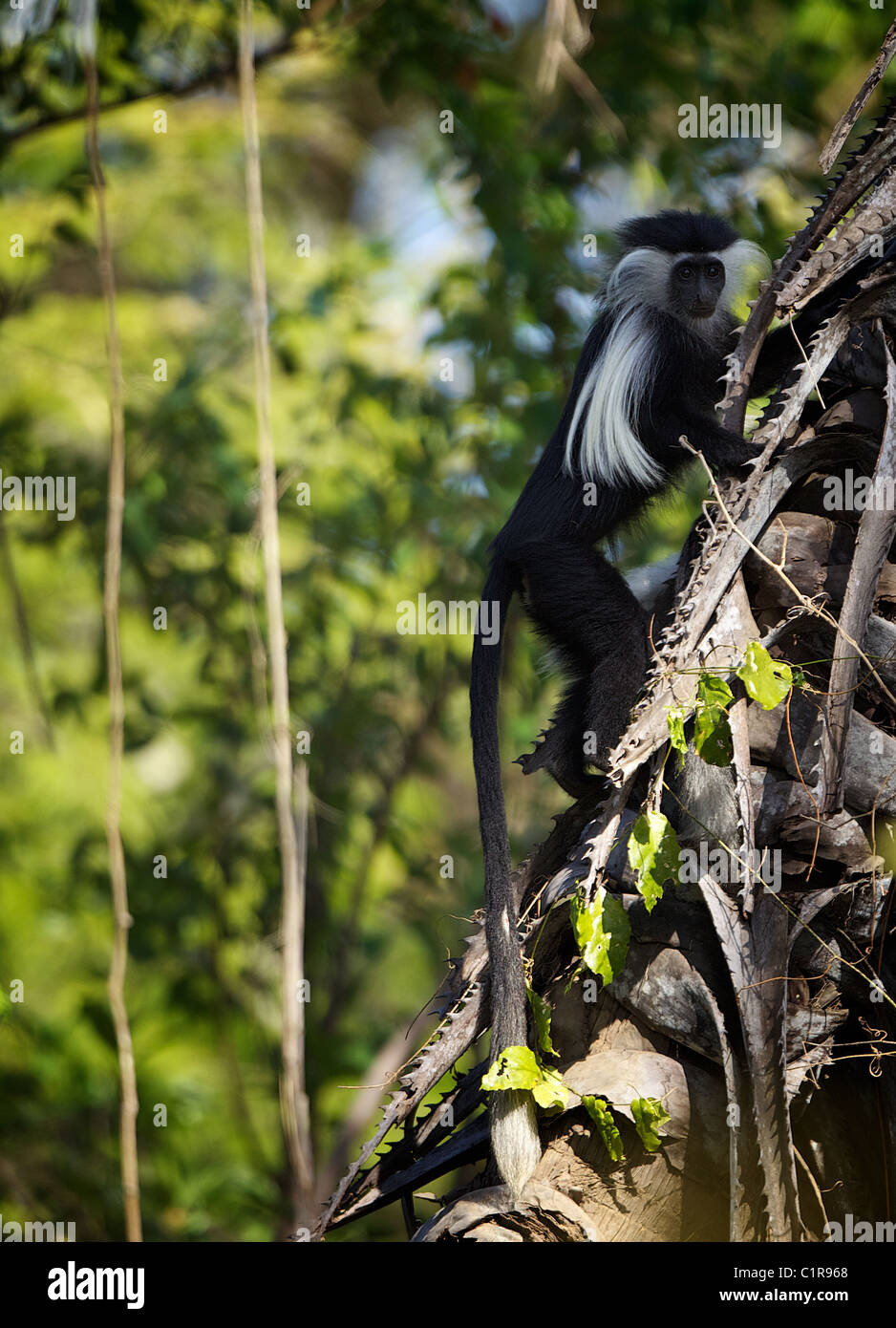 Angola Colobus, Colobus angolensis Saadani Tanzania Stock Photo