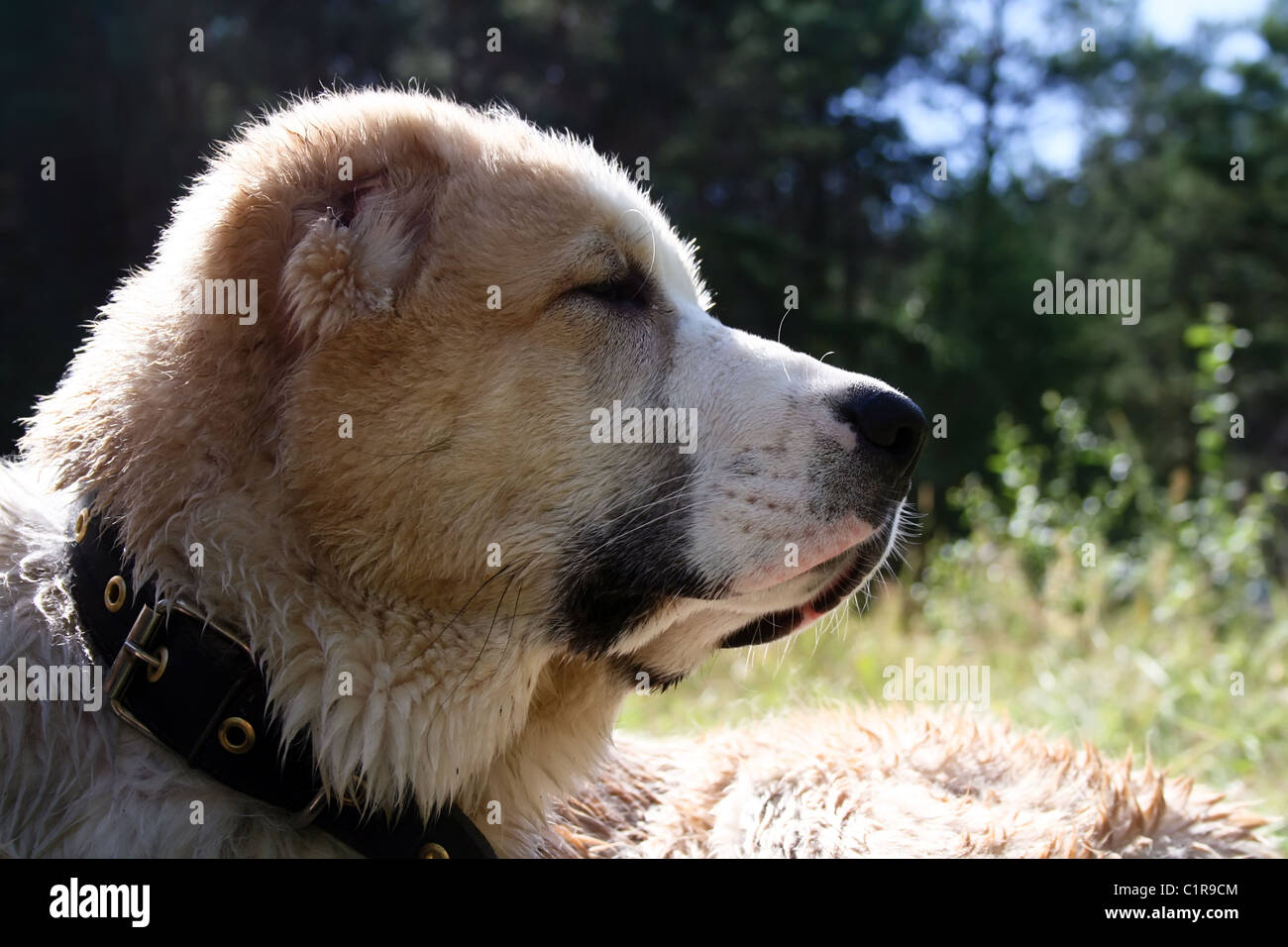 Central Asian Shepherd Dog Stock Photo