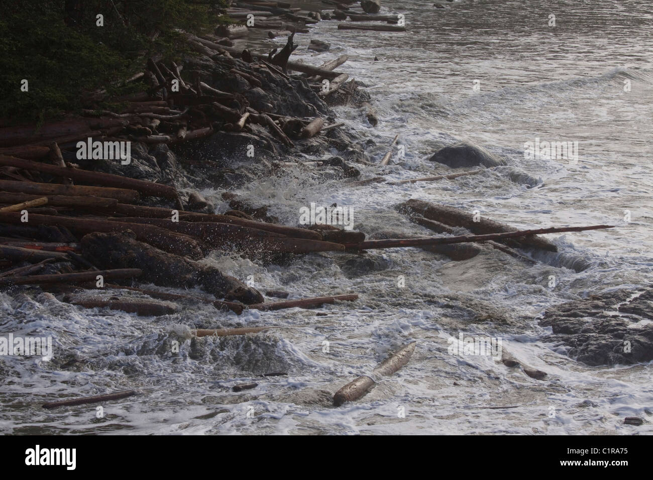 Large logs being tossed around like matchsticks by pounding waves, Pacific Rim National Park, Vancouver Island, British Columbia Stock Photo