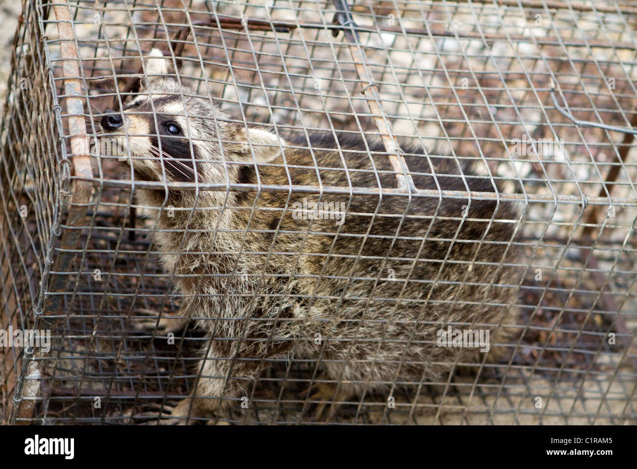 Raccoon in cage Stock Photo Alamy