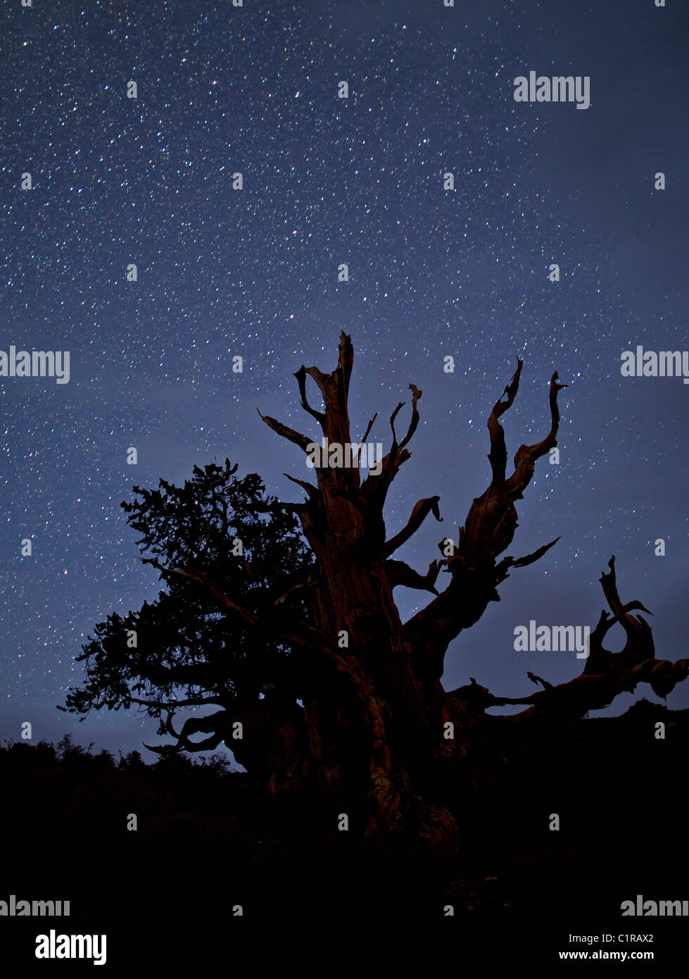 An ancient bristlecone is silhouetted against a night sky in the Schulman Grove in the White Mountains, California, USA. Stock Photo