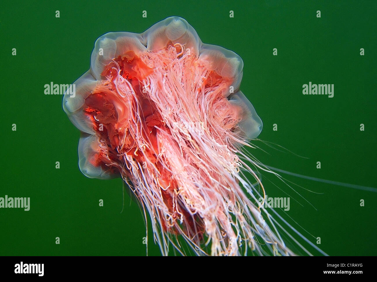 Lion's Mane Jellyfish (Cyanea capillata), Arctic, Russia, Kareliya, White sea Stock Photo