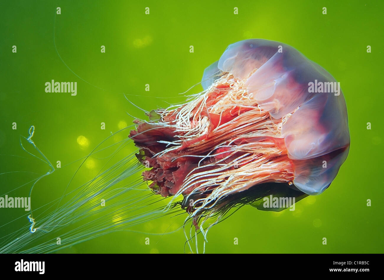 Lions mane jellyfishes cyanea capillata hi-res stock photography and