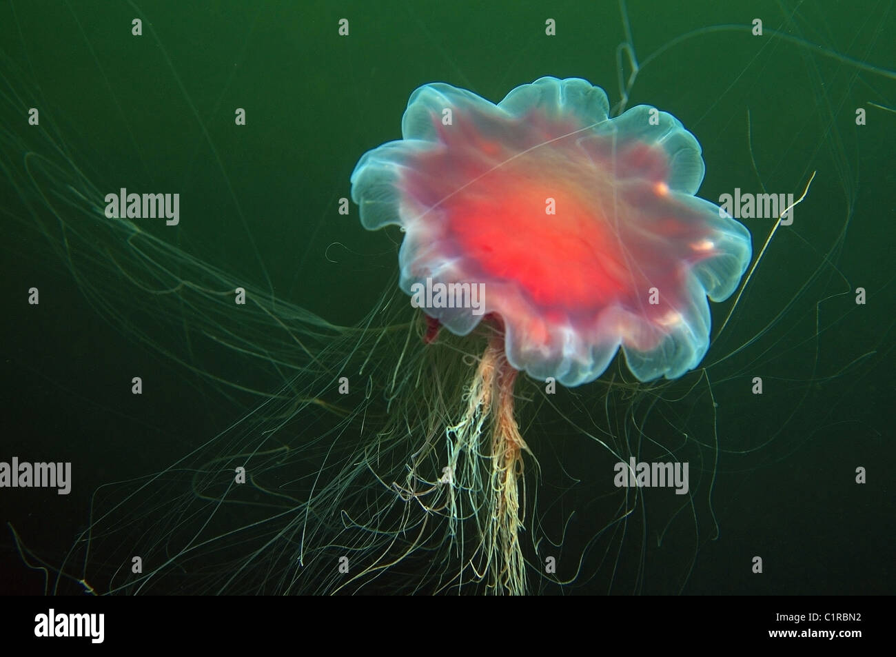 Lion's Mane Jellyfish (Cyanea capillata), Arctic, Russia, Kareliya, White sea Stock Photo