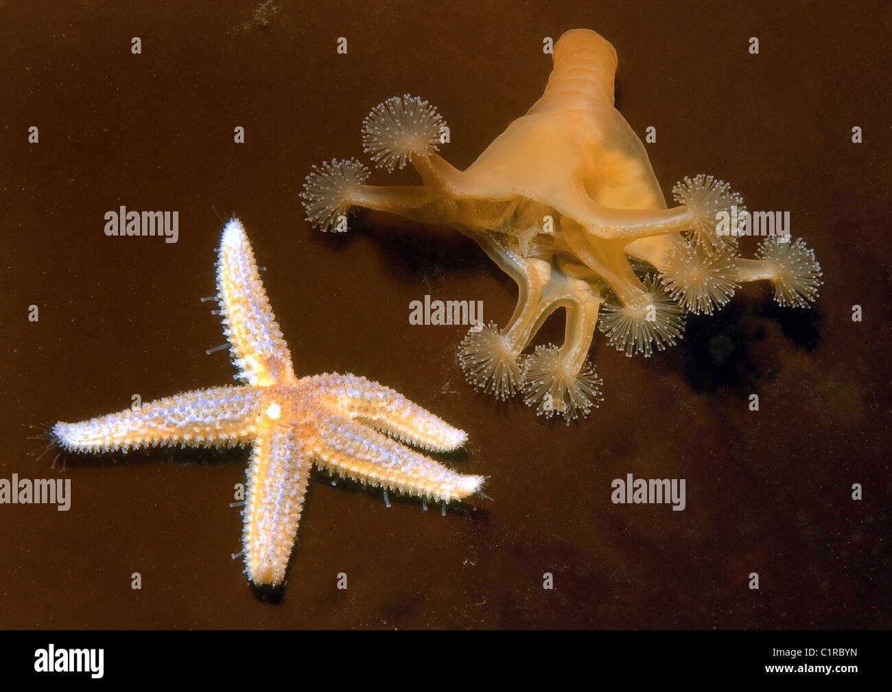 Red starfish (Asterias rubens) and Stalked jellyfish (Lucernaria quadricornis) Stock Photo