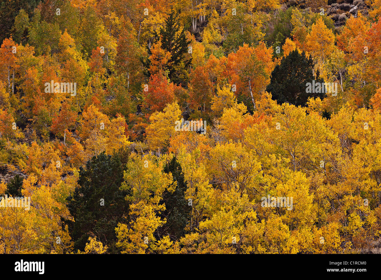 A hillside is alive with fall color in the eastern-Sierra's Rock Creek Canyon, California, USA Stock Photo