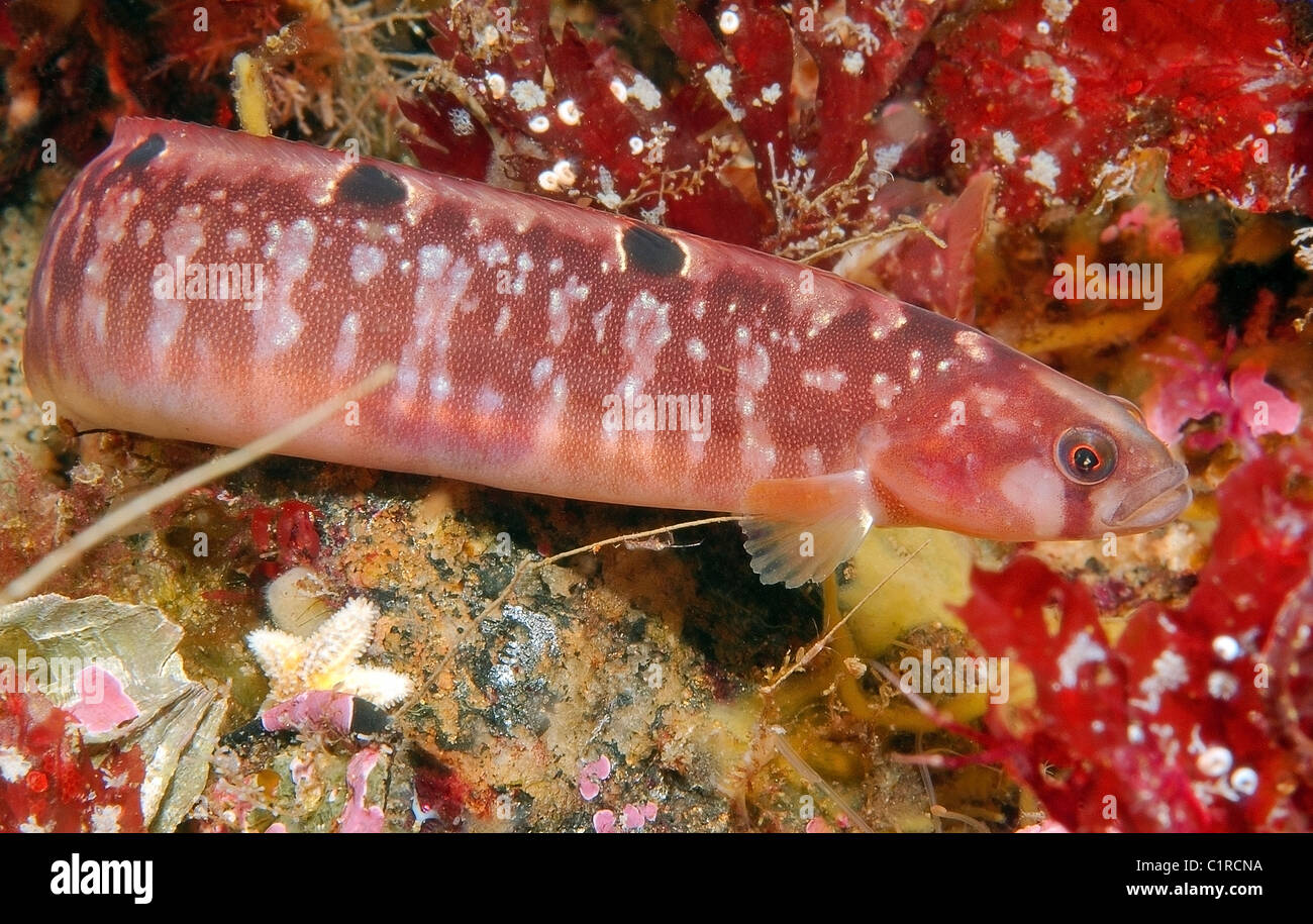 Butterfish (Pholis gunnellus), Arctic, Russia, Kareliya, White sea