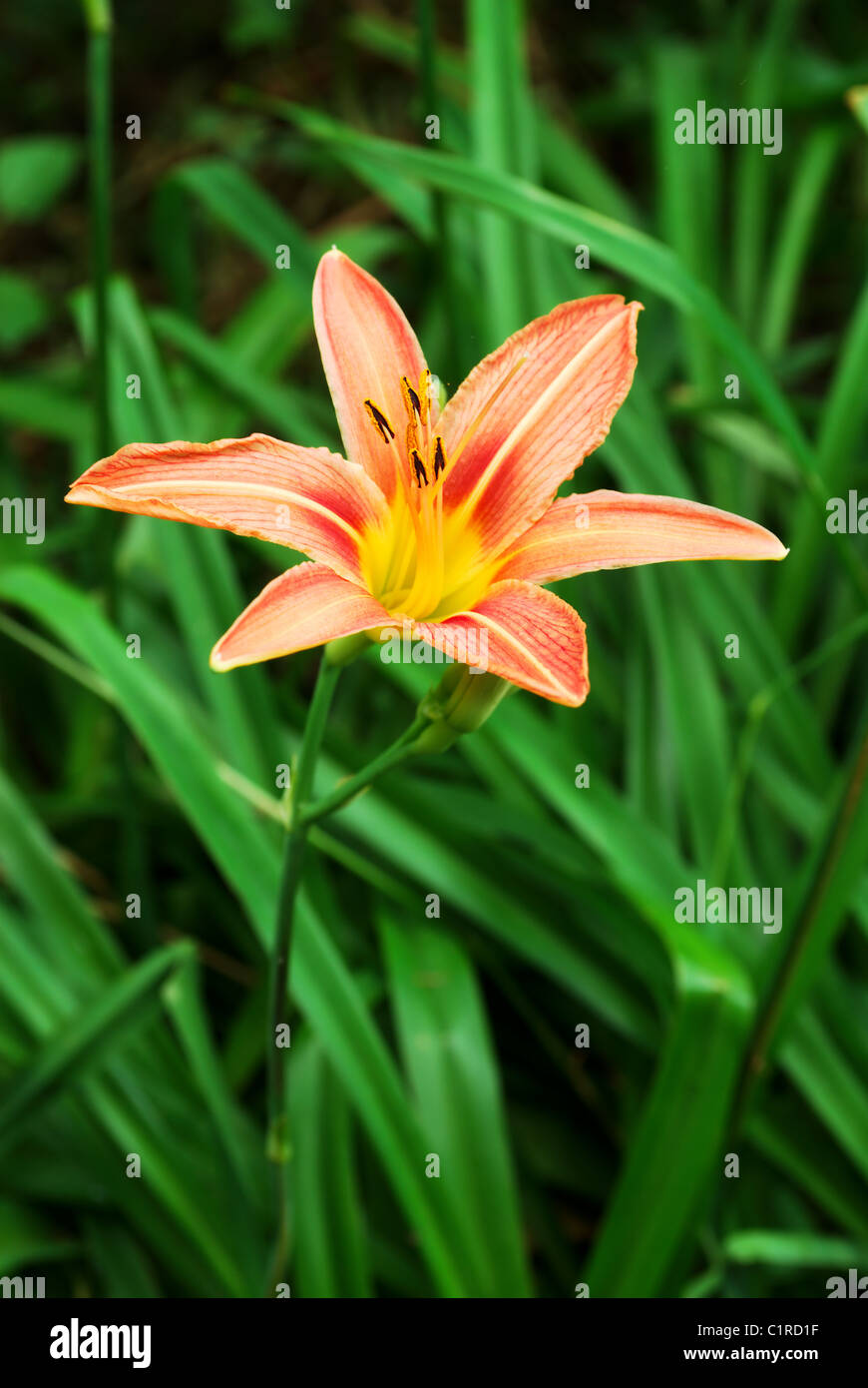 Single orange lily flower and it's leaves in background Stock Photo - Alamy