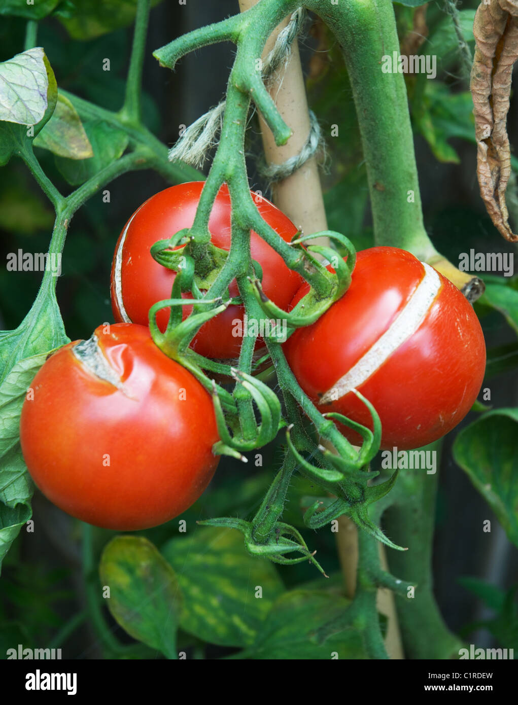 Tomatoes on vine with splits on them Stock Photo