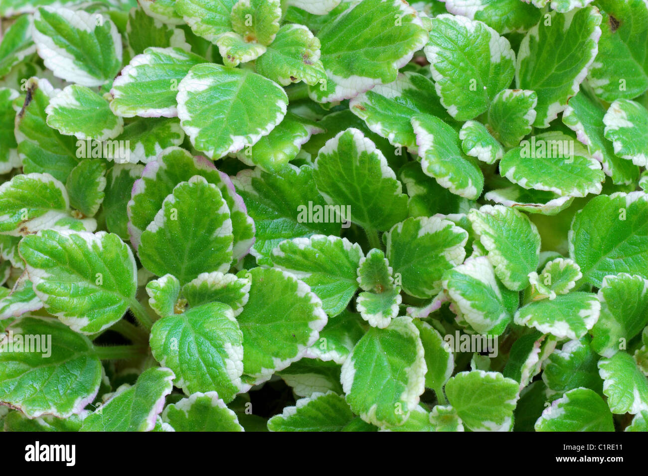 Texture of fresh green and white leaves Stock Photo