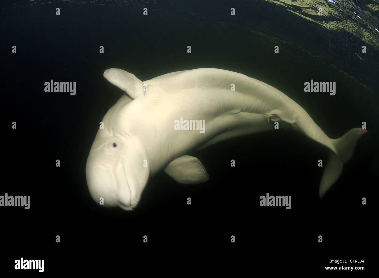 Beluga, white whale (Delphinapterus leucas) Arctic, Russia, Kareliya, White sea Stock Photo