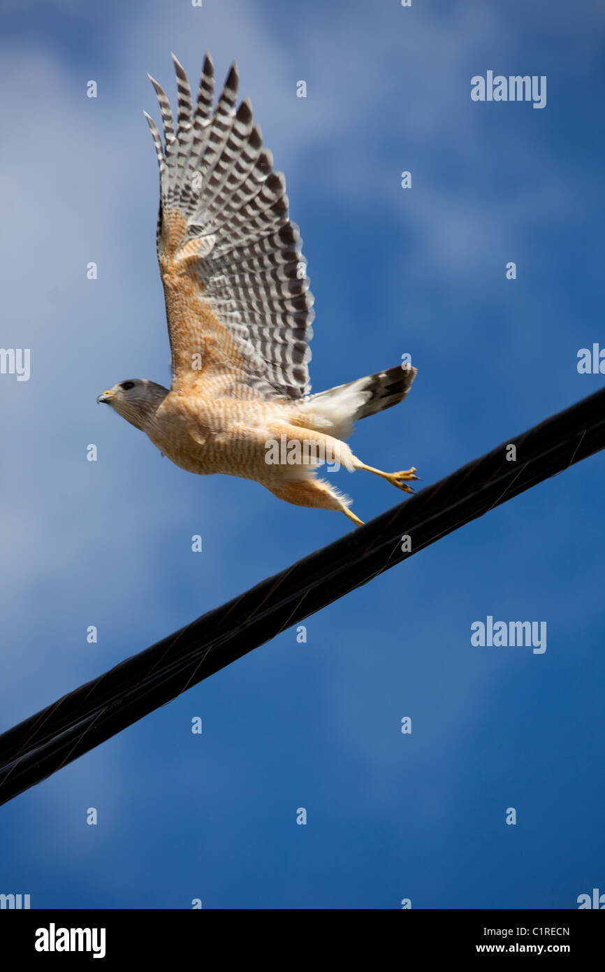 A red Shouldered Hawk taking flight, Florida, USA. Stock Photo